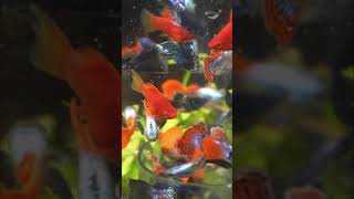 WA Feeding Guider | New Fish Feeder @LittleMermaid