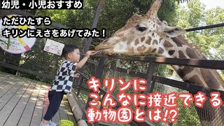 キリンにエサをあげてみた！キリンに接近できる動物園とは!?