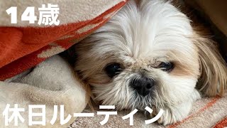 【14歳シニア犬】シーズーのしーしーちゃんののんびりした1日に密着