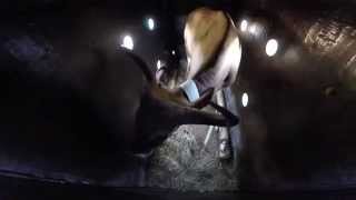 วัวแดง Banteng Reintroduction / GoPro HERO3+ 1080 HD