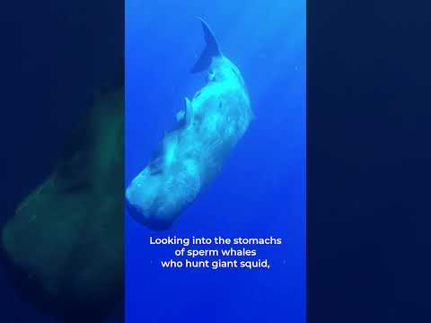 How are squid adapted to their environment?