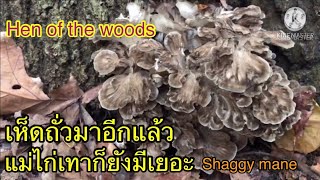 เห็ดถั่วรุ่นสองกำลังออกมา เห็ดแม่ไก่เทายังรออยู่ จึงตัดมาด้วยค่ะ shaggy mane and hen of the woods