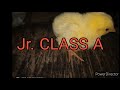 ano nga ba ang pagkakaiba ng class a jr. class a at class b. advantage and disadvantage broiler