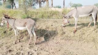 Excellent Donkey Mating First time