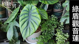 我的綠盾觀葉蓮|觀音蓮|日常照顧繁殖|Alocasia clypeolata|foliage plants|植物男子