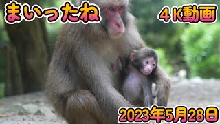 【赤ちゃん・ニホンザル・４K動画】まいったね　日曜日　赤ちゃん誕生シーズン