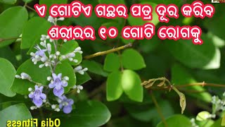 ଏ ଗୋଟିଏ ଗଛର ପତ୍ର ଦୂର କରିବ ଶରୀରର ୧୦ ଗୋଟି ରୋଗକୁ