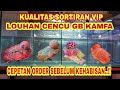 PROMO LOUHAN KUALITAS VIP LOHAN CENCU GOLDEN BASE KAMFA