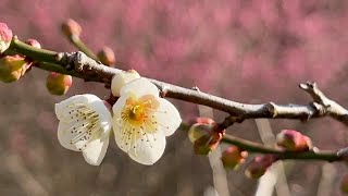 2024/01/29　紅梅見頃！　如法寺　〜愛媛県大洲市〜