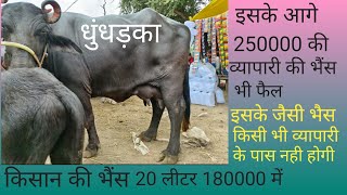 धुंधड़का पशु मंडी mp pashu Mandi 2023