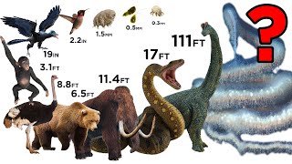 Top 100 Animal Size Comparison