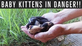 Urgent action! Feral mom gave birth to 4 kittens
