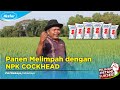 Panen Padi Melimpah dengan Pupuk NPK Cockhead