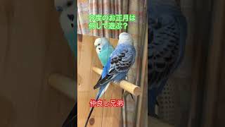 #インコ可愛い🩷#札幌オーロラタウン小鳥の広場 #仲良し兄弟インコ#インコの日常