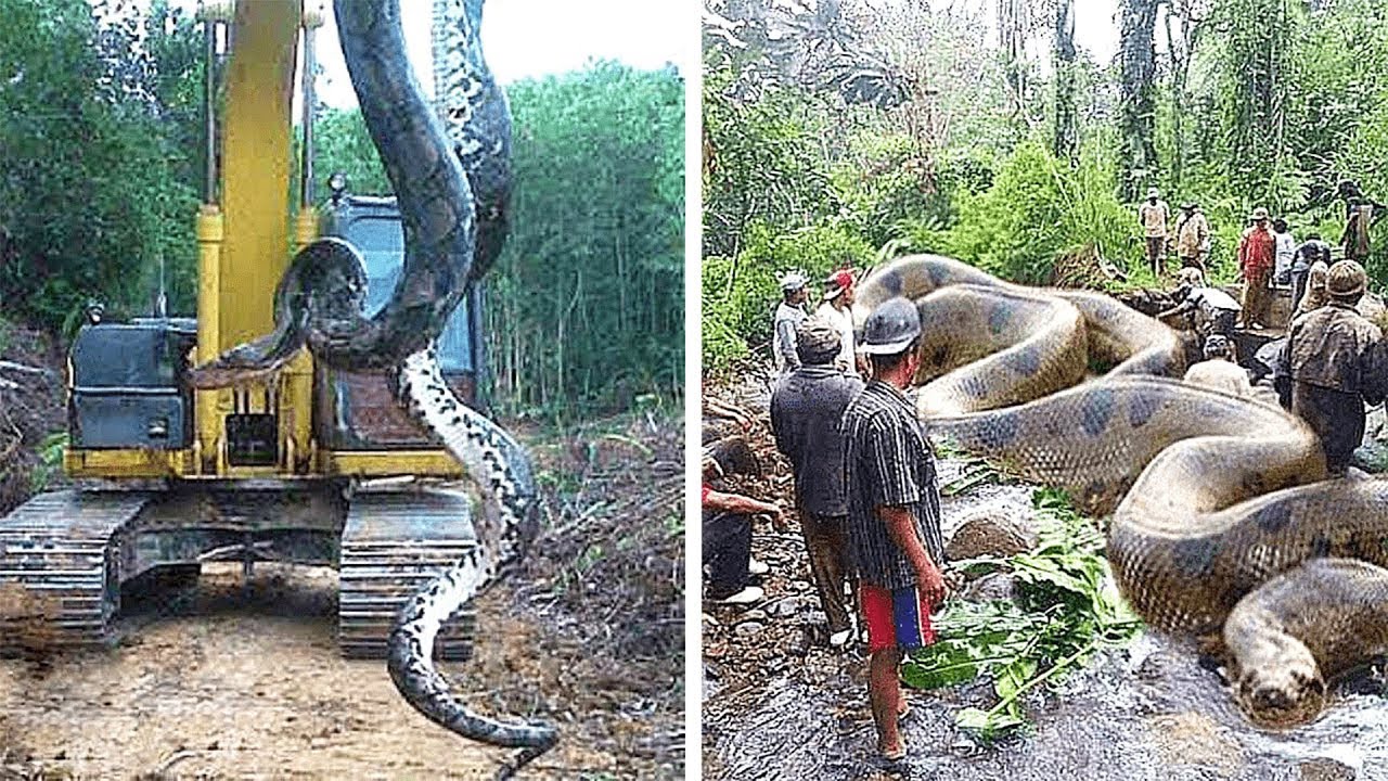 Самая большая змея видео. Самая большая Анаконда в мире.
