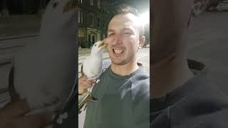 caught a seagull trying to steel my curry chip in Edinburgh