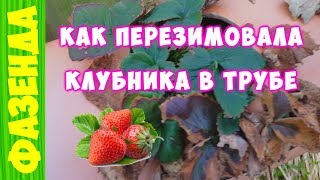 Лучшая грядка для клубники . Клубника в трубе после зимовки !!!