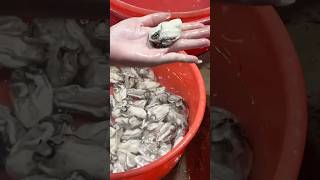 Fresh oysters sold at Taishan Duhu Seafood Market, China.