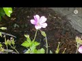 part 2 geranium blushing turtle venicevince channel