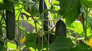 Marketmore 76 Cucumbers. A Great Growing, Great Producing Cucumber in Our Garden