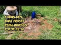 CARA KOBUN DEN BUAT PROSES PEMULIHARAAN