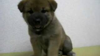 2009年5月27日生まれの柴犬①