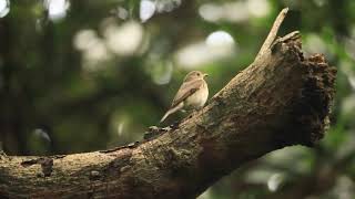 白腹琉璃進食, Blue-and-white flycatcher feeding