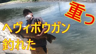 【鯉釣り】95センチくらいの大鯉が竿立てひっくり返しました。