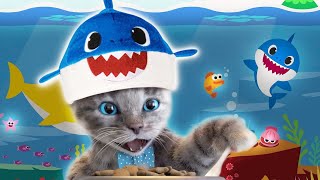 Little Kitten Preschool Adventure Educational Games Play Fun Cute Kitten Pet Care Learning Gameplay