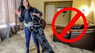 HOW TO TRAIN LARGE DOG NOT TO JUMP - RESULTS NOW!!!