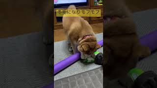 冬毛でモフモフになった柴犬様