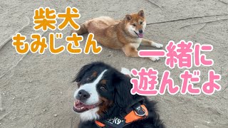 【柴犬もみじさん】待ち合わせしてドッグランでランランしてきました【Bernese Mountain Dog】【Chihuahua】【Great Pyrenees】