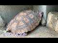 【白浜観光】かわいい動物が続々登場 南紀白浜 アドベンチャーワールド ふれあい動物編