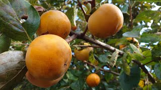 เก็บลูกพลับอีกแล้20 โล ปังไม่หยุด! Persimmon Picking [ English Sub]