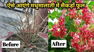 Best Fertilizer For Madhumalti/ Rangoon Creeper || Madhumalti vine Plant Care