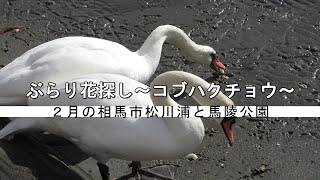 ぶらり花探し～コブハクチョウ～　２月の相馬市松川浦と馬陵公園