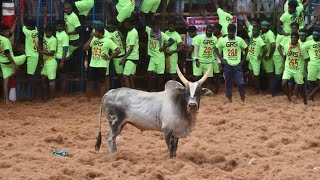 கட்டப்பா 2  || சிறந்த காளை || jallikattu || jallikattu video