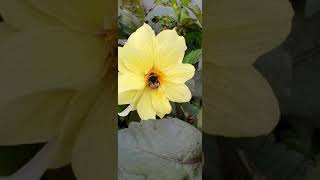 ภมรกับดอกไม้ | ผึ้งน้อยหลับอยู่หรือเปล่า | Bumblebee and Flowers | Is he asleep? | Nok Scots Life