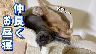 仲良くお昼寝する子猫ちゃんたちがかわいすぎるwww