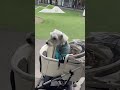 サン君のカートだよ　 shorts ミニチュアシュナウザー ミニシュナ miniatureschnauzer シュナウザー 犬のいる生活 愛犬 可愛い