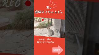 今日の庭猫 #cat 2024.06.24