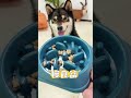 did you fall for these overpriced dog bowls dog pets funny