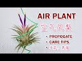 Air Plant Propagate 【Care Tips】 空气凤梨 【开花】 养殖