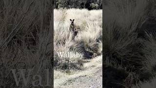 Wallaby in the bush   #wildlife #nature #australia #wallaby #kangaroo #animals