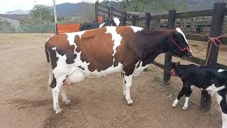 OFERTAS DE DUAS VACAS GIROLANDA COM 30 KILOS.LOC.CARUARU-PE.PREÇO.21 MIL AS DUAS.WHATS.81-999166314.