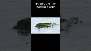 11月9日、甲子園浜にホシハジロ、ハマシギ、カンムリカイツブリの大集団、うっちー探検発見ほっとけん、内山裕之