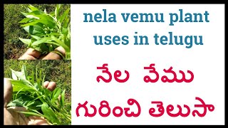 నేల వేము గురించి తెలుసా |nela vemu plant uses in telugu |కాల మెఘ్ | మహా తిక్త ఉపయోగాలు