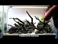 aquascape build step by step nature aquarium tutorial in an eheim clearscape 200 90x50x45cm