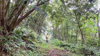 苧園細路｜樟之細路｜飛鳳古道｜Hiking ｜空拍｜DRONE｜Raknus Selu Trail