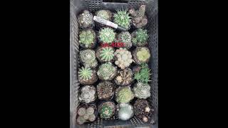 #cactus #succulent #cactuslover #succulentlove #forsale #trending #viral #reels #highlights